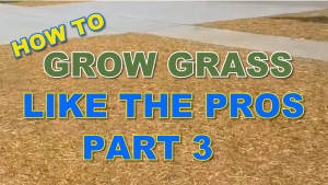 How to Grow Grass - Straw