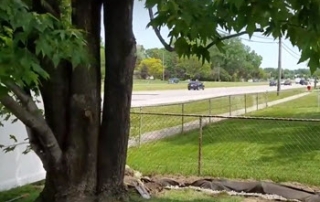 Macomb County French Drain - Large Tree