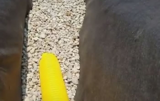 What is a French Drain - Washington Twp., MI