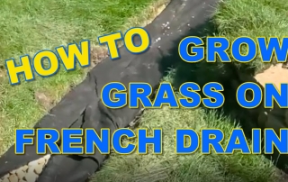 How to Grow Grass on French Drain