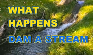 Dam in Stream