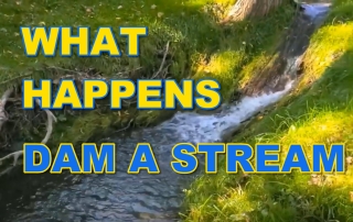 Dam in Stream