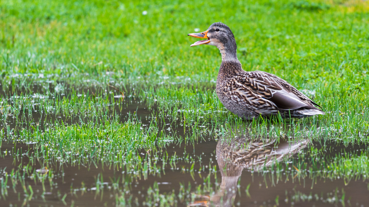 Got Yard Water? Contact Drainage Contractors in Macomb Twp, Michigan